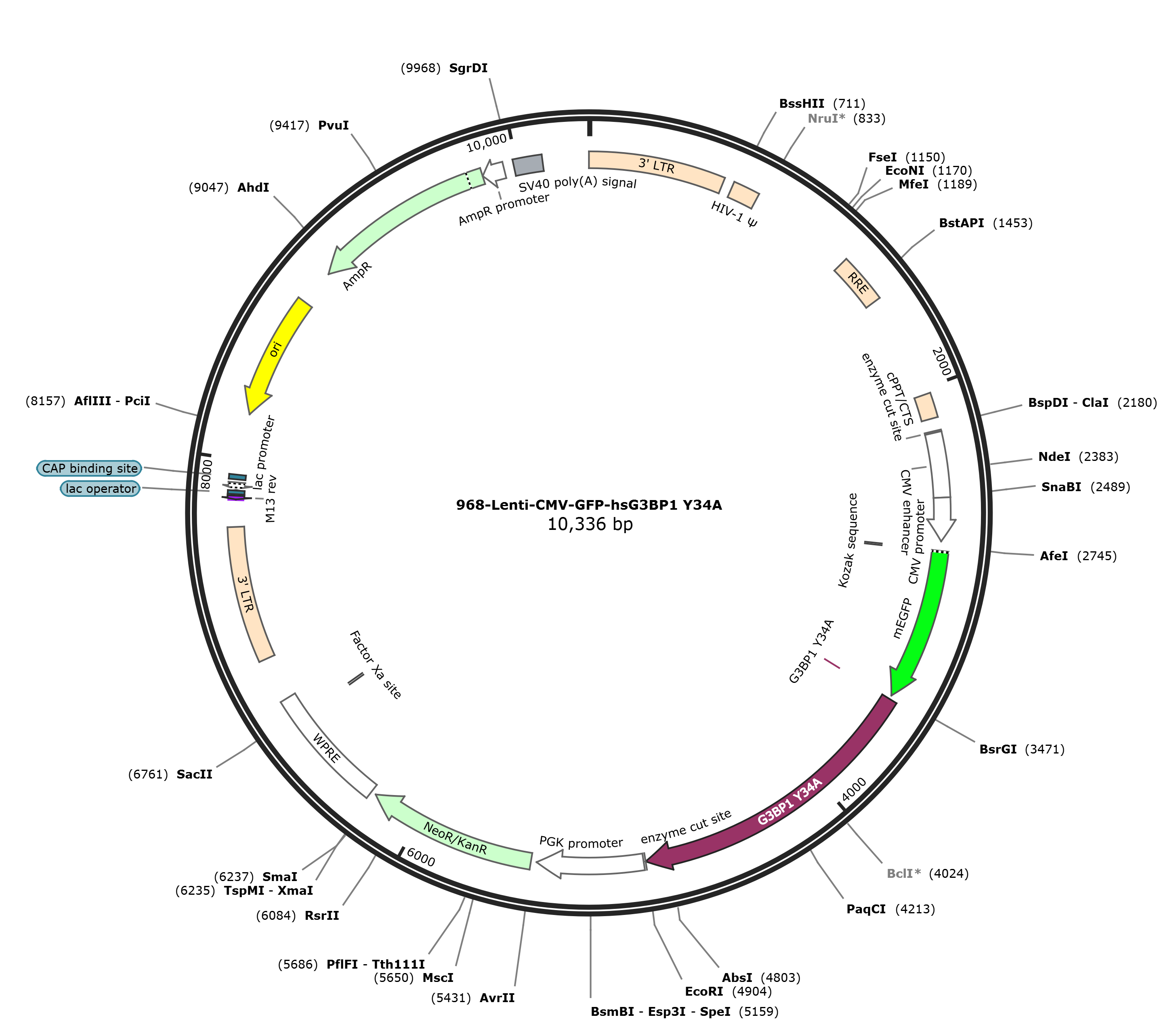Lenti-mEGFP-hsG3BP1 Y34A载体图谱.png